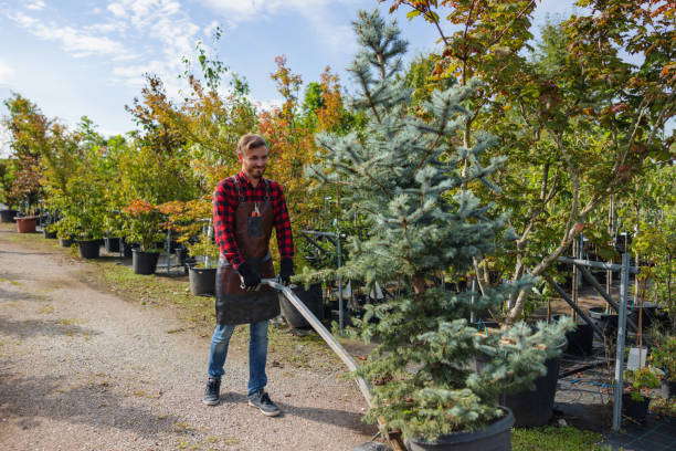 How Our Tree Care Process Works  in Tarpey Village, CA